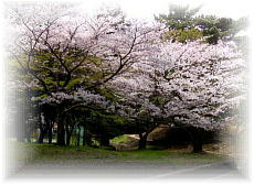 �嗢�����\���C���V�m