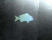 人道の左右の壁に描かれている魚です。