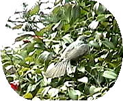 �q���h��