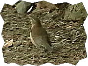 �V���n��